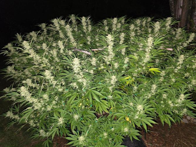 Gorilla Gas F1 Fast - Hügelkultur. Week 26