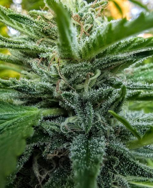 Gorilla Gas F1 Fast - Hügelkultur. Week 26