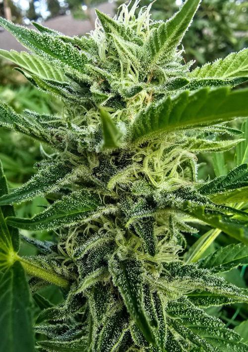 Gorilla Gas F1 Fast - Hügelkultur. Week 26