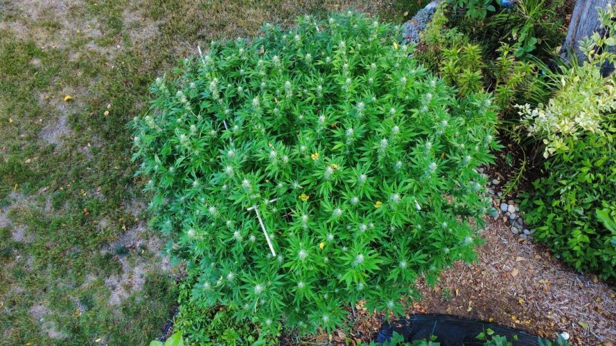 Gorilla Gas F1 Fast - Hügelkultur. Week 27