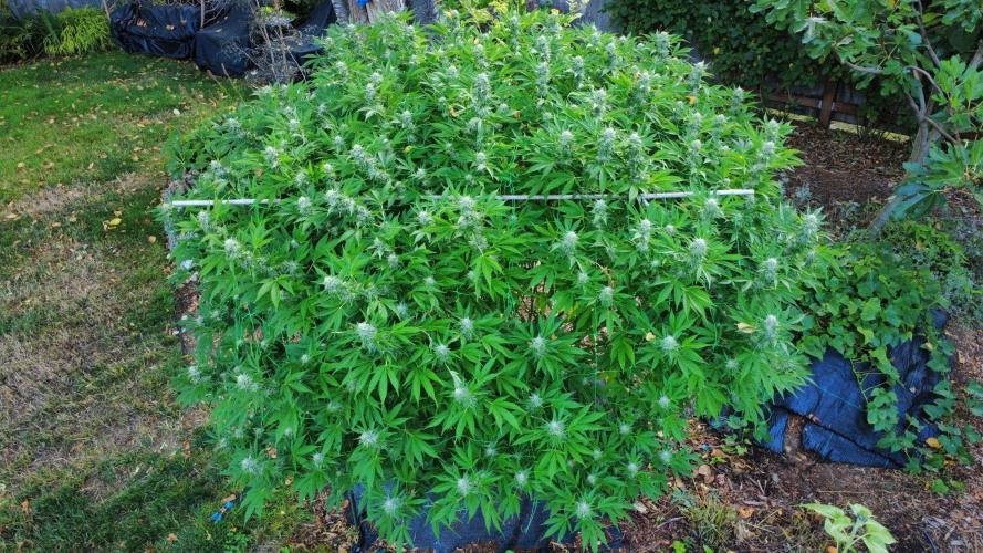 Gorilla Gas F1 Fast - Hügelkultur. Week 27