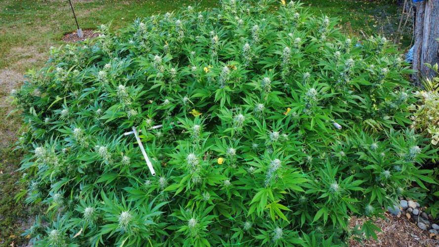 Gorilla Gas F1 Fast - Hügelkultur. Week 27