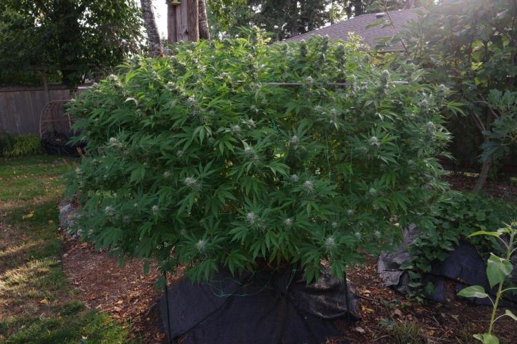 Gorilla Gas F1 Fast - Hügelkultur. Week 27