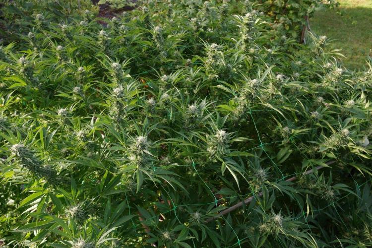 Gorilla Gas F1 Fast - Hügelkultur. Week 27