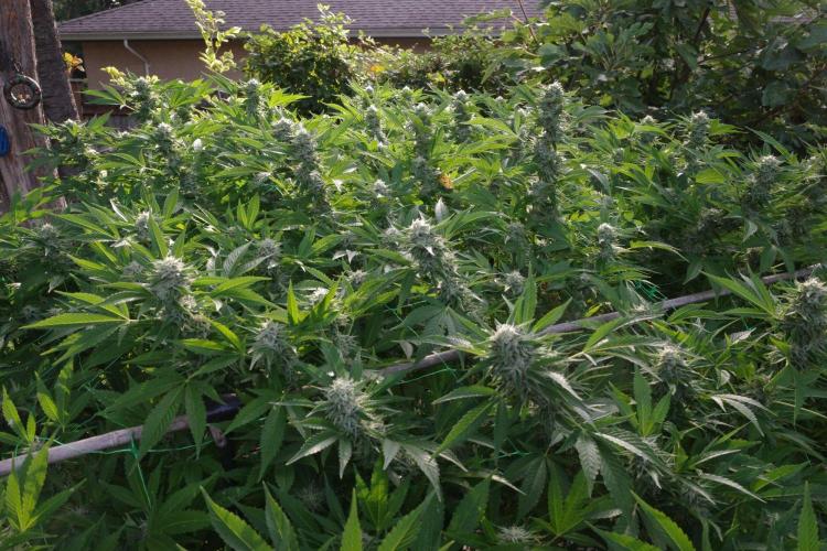 Gorilla Gas F1 Fast - Hügelkultur. Week 27