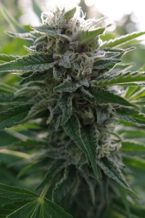 Gorilla Gas F1 Fast - Hügelkultur. Week 27