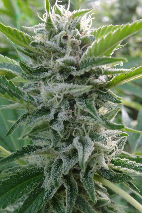 Gorilla Gas F1 Fast - Hügelkultur. Week 27