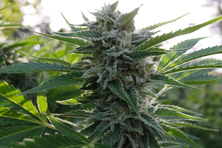 Gorilla Gas F1 Fast - Hügelkultur. Week 27