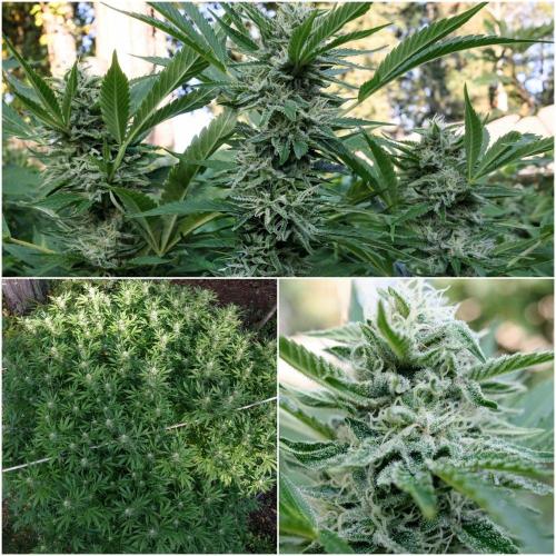 Gorilla Gas F1 Fast - Hügelkultur. Week 27