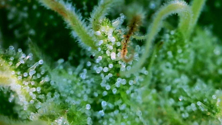 Gorilla Gas F1 Fast - Hügelkultur. Week 27