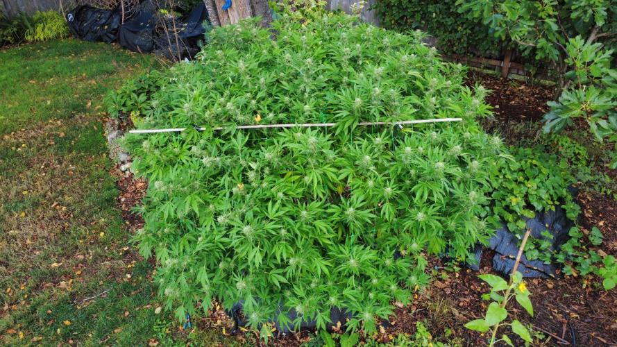Gorilla Gas F1 Fast - Hügelkultur. Week 28