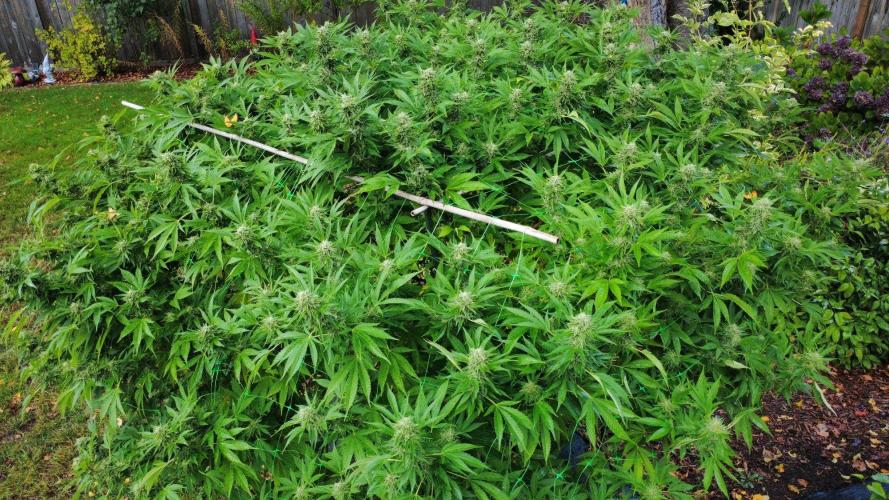 Gorilla Gas F1 Fast - Hügelkultur. Week 28