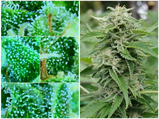 Gorilla Gas F1 Fast - Hügelkultur. Week 28