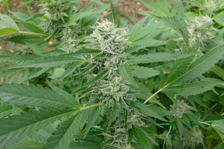 Gorilla Gas F1 Fast - Hügelkultur. Week 28