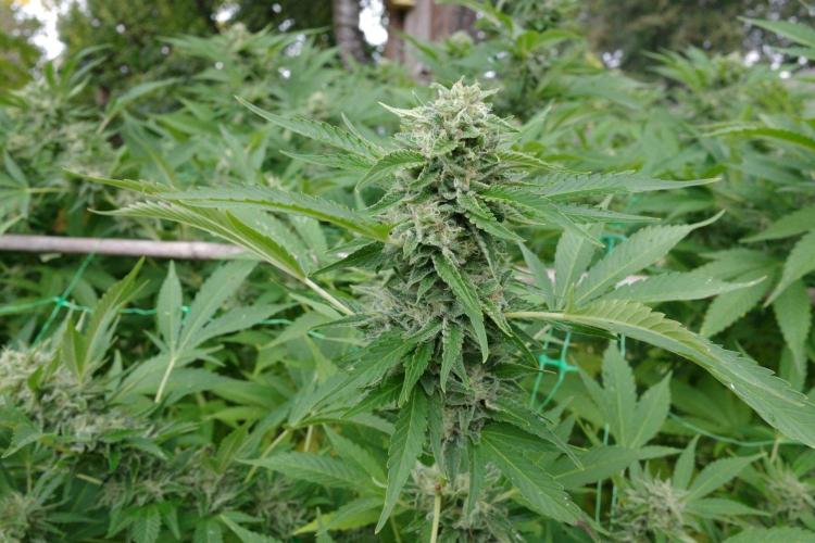 Gorilla Gas F1 Fast - Hügelkultur. Week 28