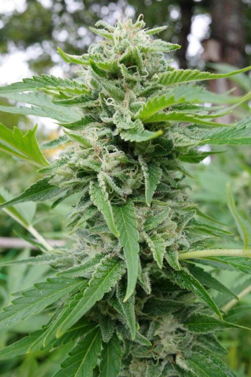 Gorilla Gas F1 Fast - Hügelkultur. Week 28