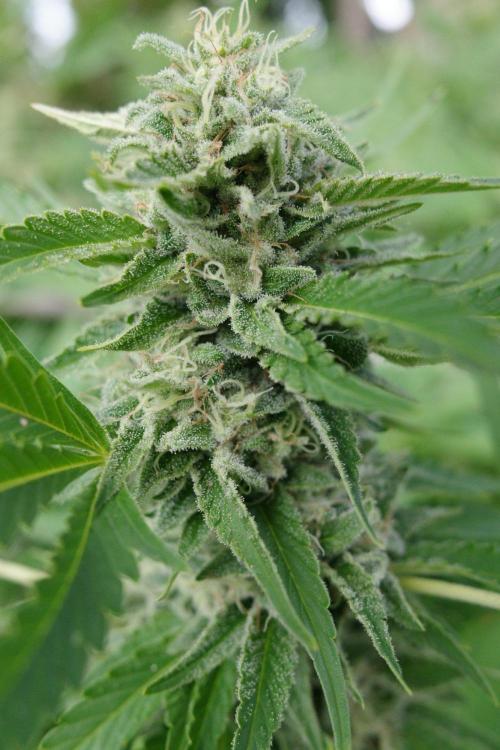 Gorilla Gas F1 Fast - Hügelkultur. Week 28