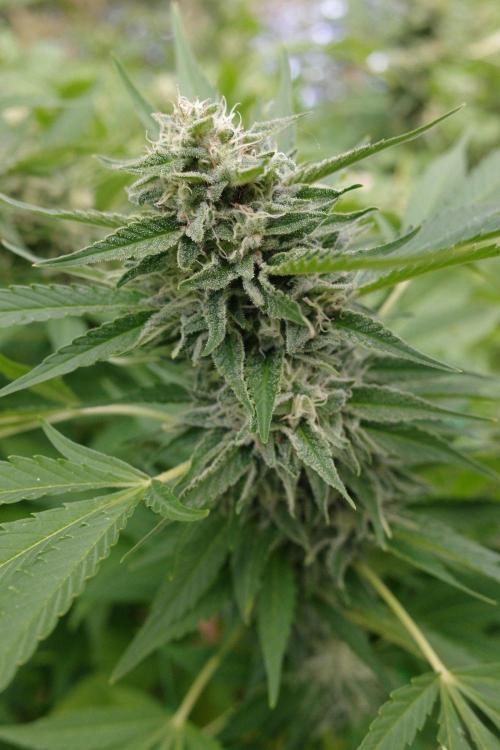 Gorilla Gas F1 Fast - Hügelkultur. Week 28