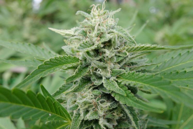 Gorilla Gas F1 Fast - Hügelkultur. Week 28