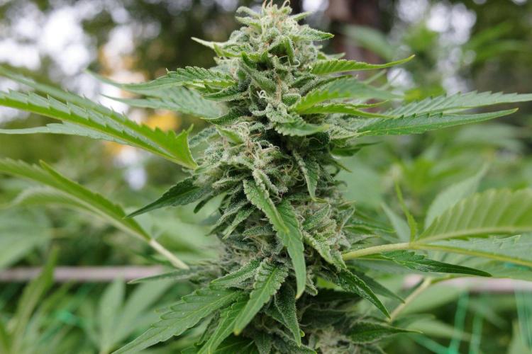 Gorilla Gas F1 Fast - Hügelkultur. Week 28