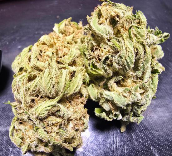 Gorilla Gas F1 Fast - Hügelkultur. Week 29