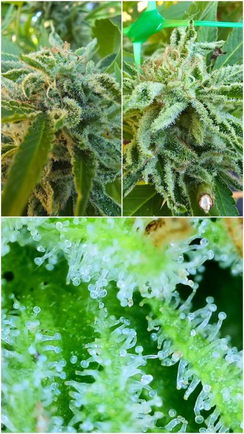 Gorilla Gas F1 Fast - Hügelkultur. Week 29 - Smalls left that keep producing. 