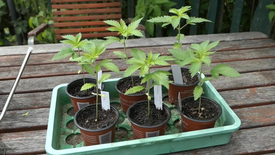 Divine Seeds Fractal grow on balcony