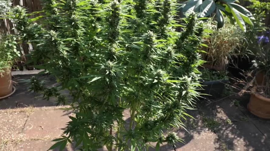 Divine Seeds Fractal grow on balcony