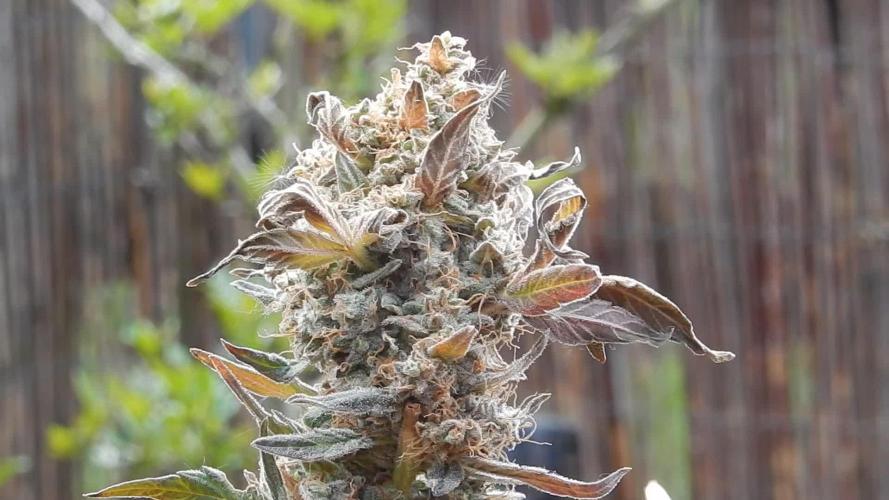 Runtz - Eternity Grow Cup 2025