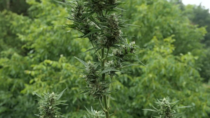 Auto Candy Bubatz XL Pyramid