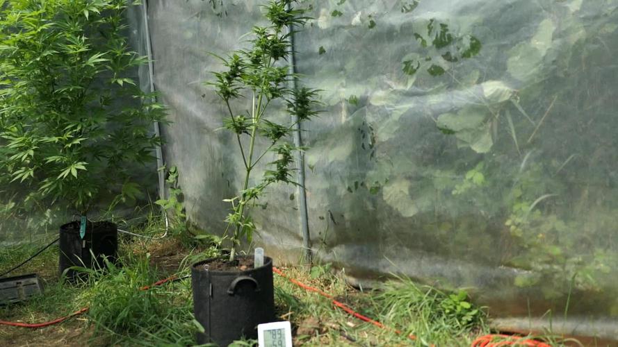 Auto Cinderella Jack Pyramid