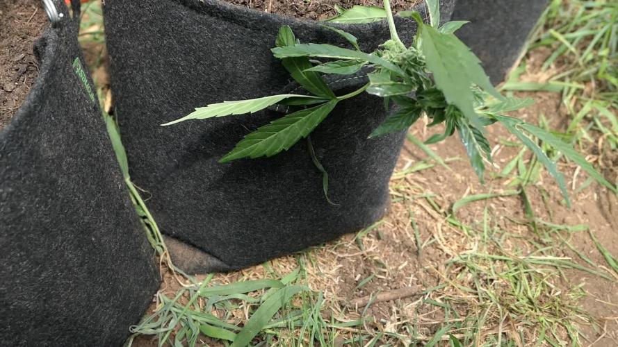 Auto Sweet Bourbon Kush Pyramid