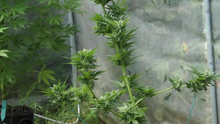 Auto Sweet Bourbon Kush Pyramid