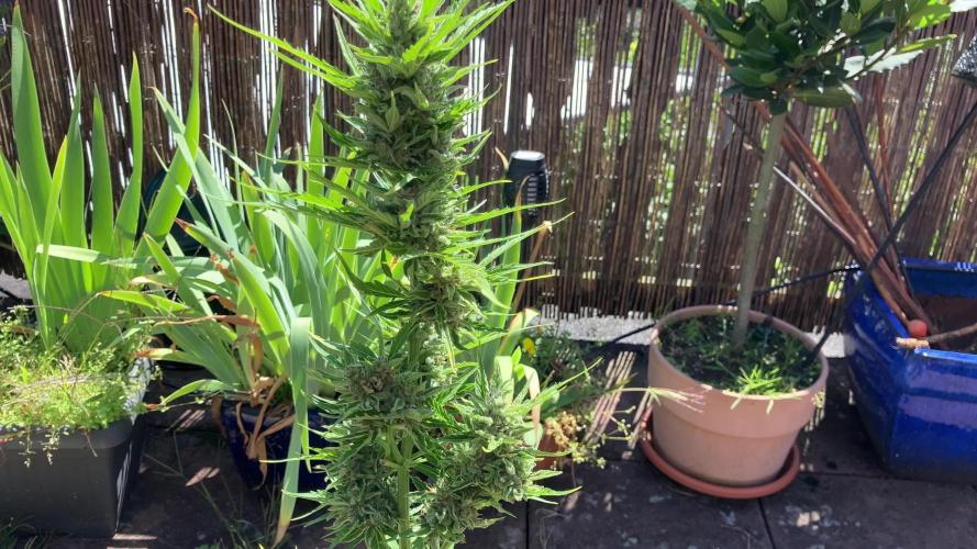 Auto Candy Bubatz XL Pyramid