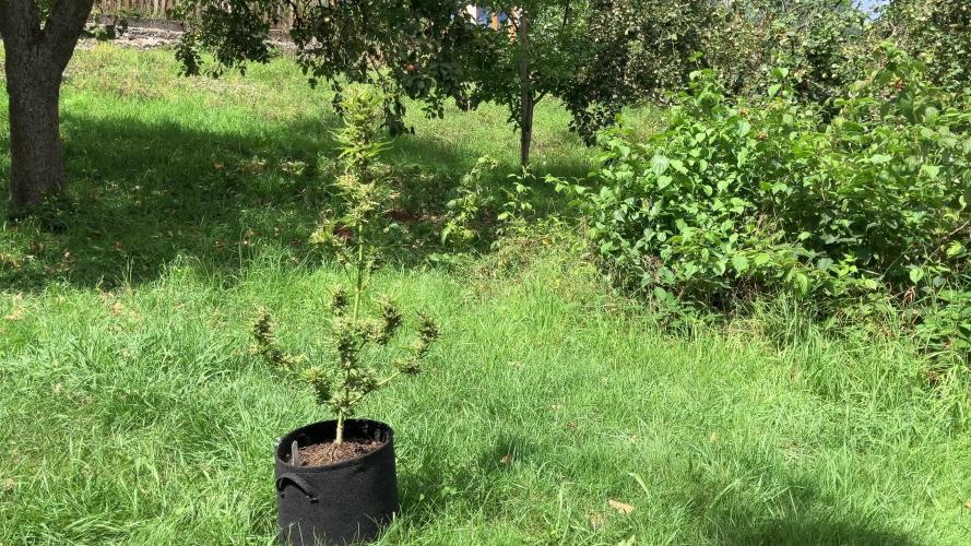 Auto Candy Bubatz XL Pyramid