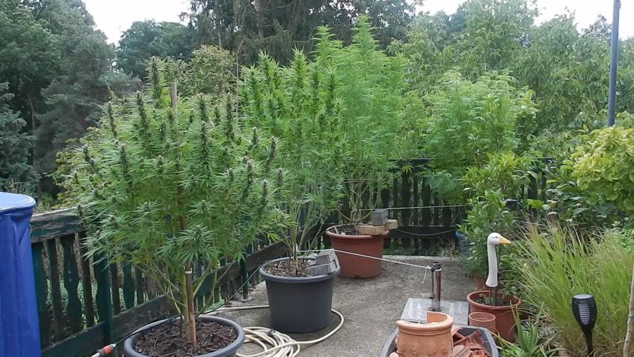 Passion Fruit - Outdoor
