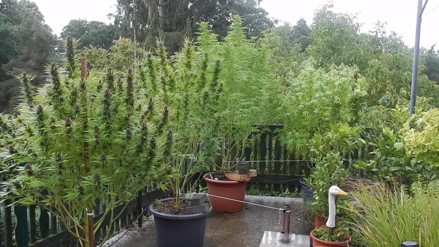 Durban Poison from Regulars