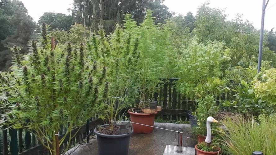 Passion Fruit - Outdoor