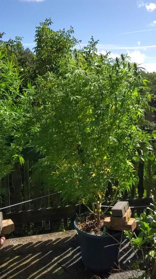 Hollands Hope - Oldschool Outdoor