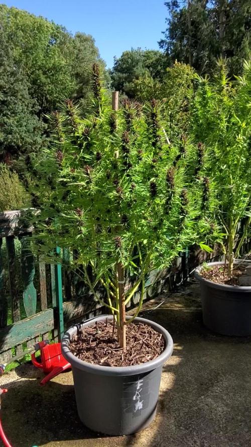 Durban Poison from Regulars