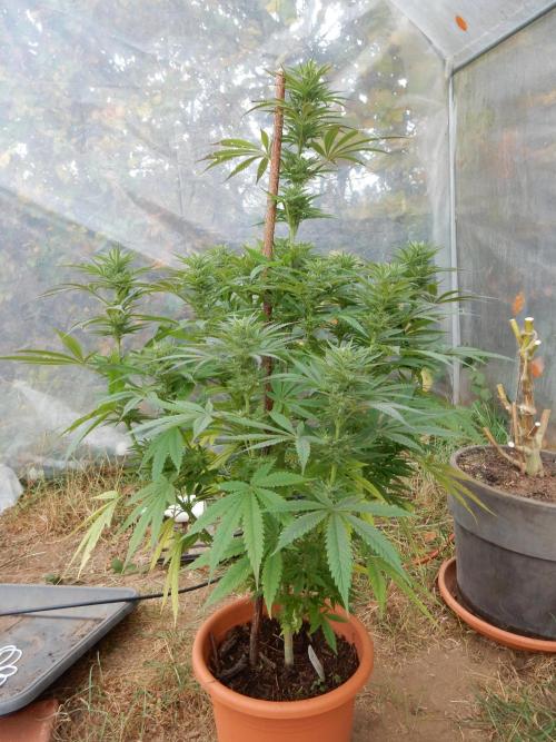 Ice Cream Haze (outdoor/indoor). Week 15