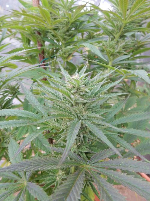 Ice Cream Haze (outdoor/indoor). Week 15