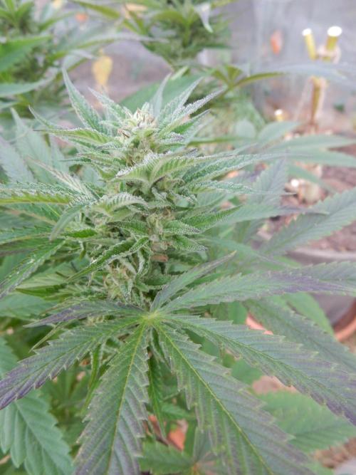 Ice Cream Haze (outdoor/indoor). Week 15