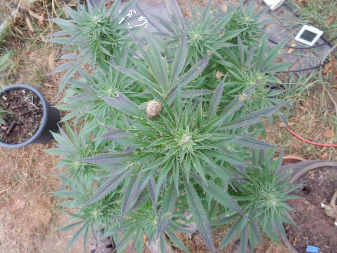 Ice Cream Haze (outdoor/indoor). Week 15