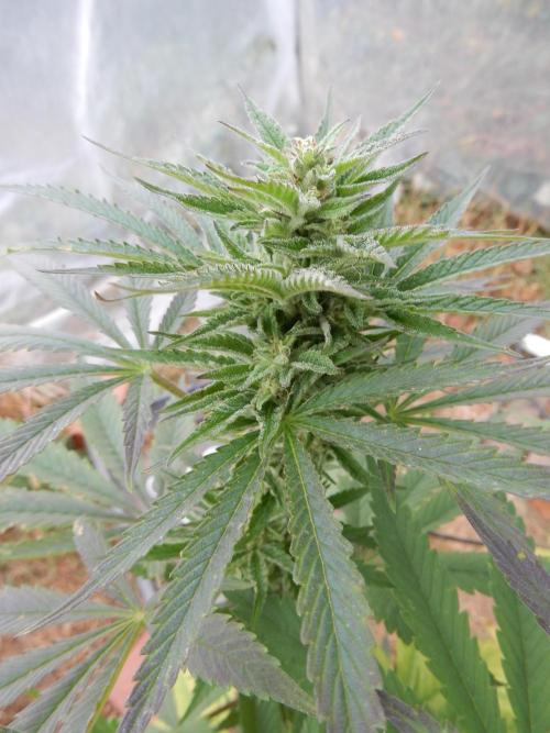 Ice Cream Haze (outdoor/indoor). Week 15