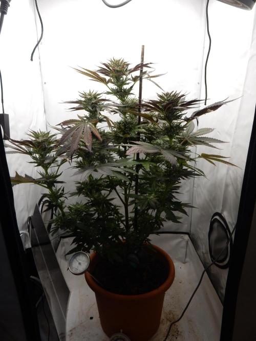 Ice Cream Haze (outdoor/indoor). Week 15