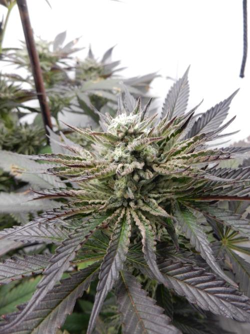 Ice Cream Haze (outdoor/indoor). Week 15