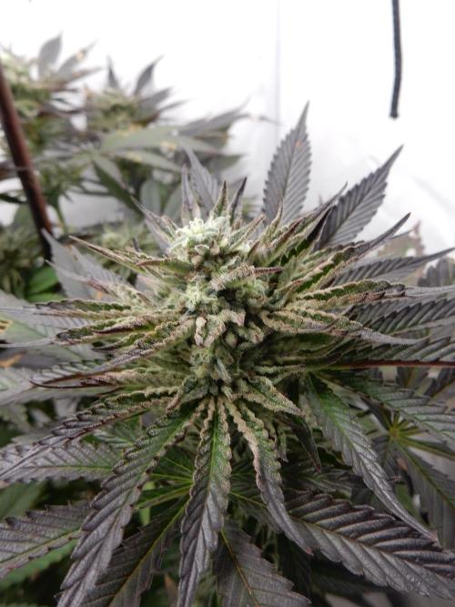 Ice Cream Haze (outdoor/indoor). Week 15