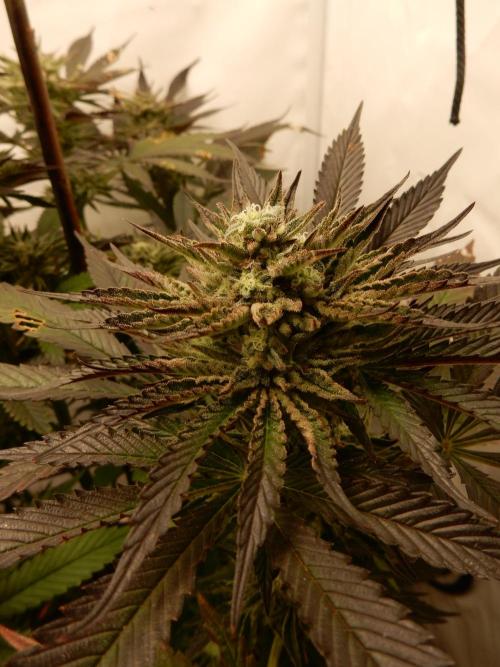 Ice Cream Haze (outdoor/indoor). Week 15