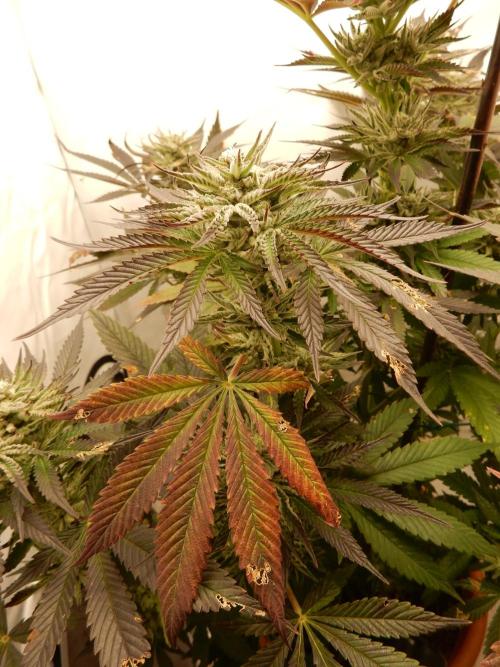 Ice Cream Haze (outdoor/indoor). Week 15